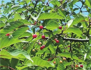 王维茱萸传至今1
