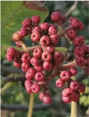 王维茱萸传至今2