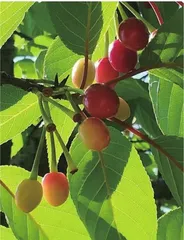 王维茱萸传至今3