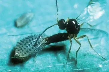 《山海经》中有寇脱