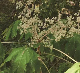 《山海经》中有寇脱1