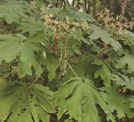 《山海经》中有寇脱2