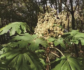 《山海经》中有寇脱3