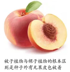 构建被子植物的“生命之树”
