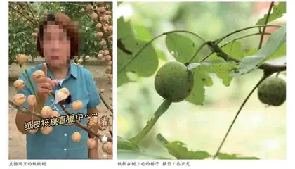 购物直播间里的“魔幻果实”
