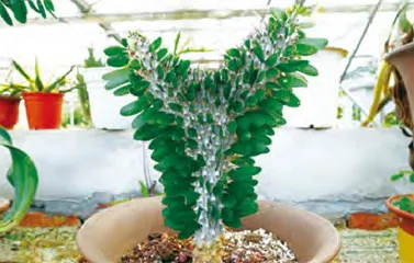 多肉植物的多样性探究与保护