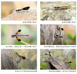 海南岛春季寻蜓之旅