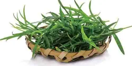 “内卷”的蒿草家族中，龙蒿缘何成为法餐的“灵魂”