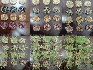 温度和品种对豇豆发芽率的影响