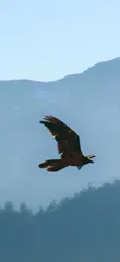 为什么鹰能从高空发现小猎物