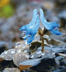 植物化身“变色龙”，是人类“逼”出来的？
