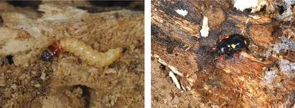 完全变态型昆虫不同越冬虫态的调查研究0