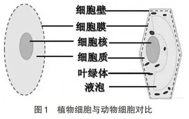 浅析微课在初中生物课堂中的有效运用