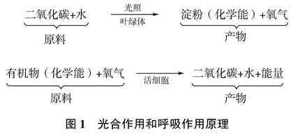 初中生物课堂思维导图法的应用