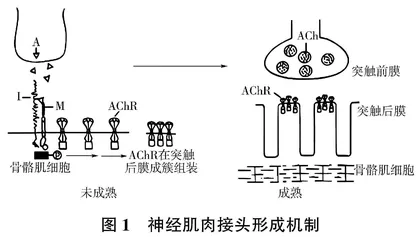 高中生物学教学中科学探究和科学思维的融合探索
