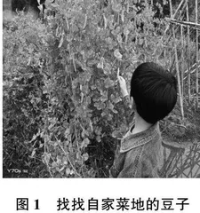 望、闻、问、切：幼儿园传统文化体验式项目活动设计与实践