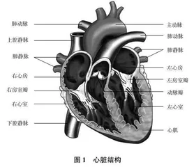 “双减”背景下以图形提示提升初中科学学习效率的实践
