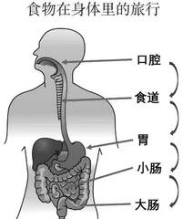 认识食物在身体内的消化过程 