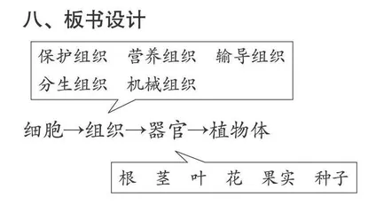 实验探究法在初中生物教学中的应用探索