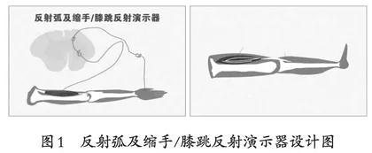 浅谈自制教具突破初中生物教学难点二三例 