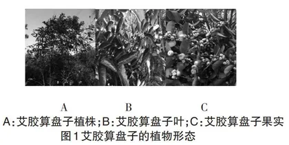 算盘子的生药学鉴定