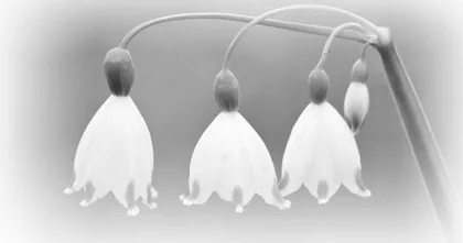 教师的职业幸福从创造开始