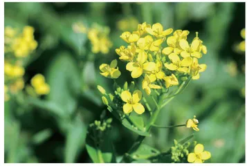 清代四川方志中油菜的种植与多重效益
