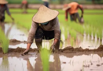 周城白族栽秧会的功能及影响
