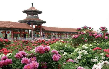 菏泽牡丹如何在全域旅游中盛开