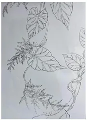 夜郎无闲草 黔地多灵药