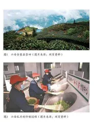 生态背景下茶文化旅游开发路径