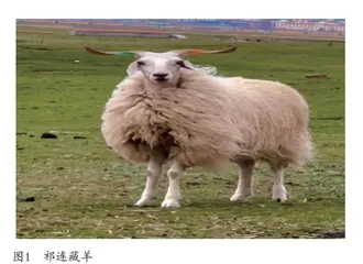 乡村振兴视域下海北州特色产业发展