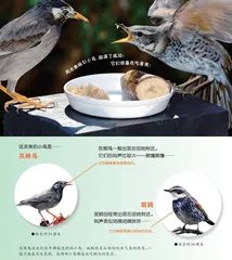 小鸟到我身边来