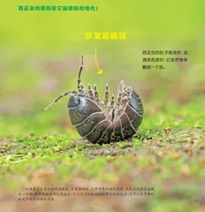 伸伸卷卷西瓜虫