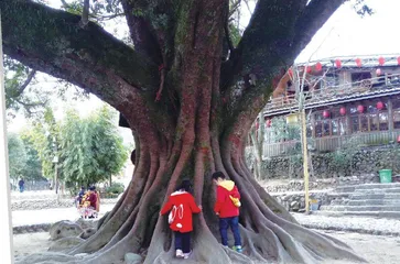 白鹭南飞厦门行