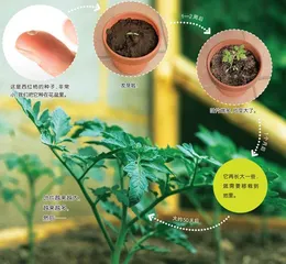 好玩好吃的西红柿