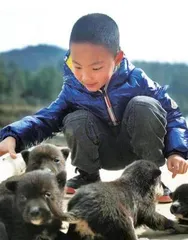 带着乌龟去逛街