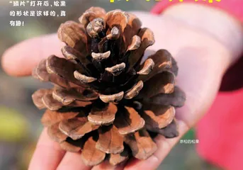 秋天的松果