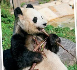 啊呜啊呜大熊猫