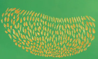 多汁橘子的小秘密