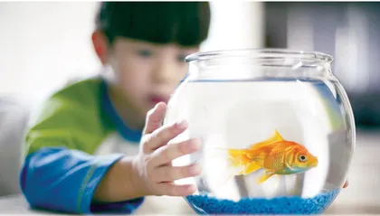 小金鱼为什么不动了