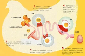 鸡生蛋，蛋生鸡