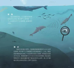 鲸鱼的世界