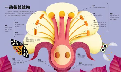 一朵花的结构