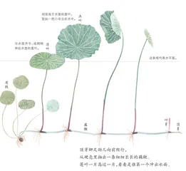 一颗莲子的生命旅程
