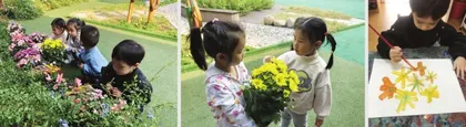 自然角的菊花