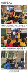 大班户外写生活动：树