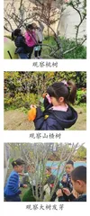 大班户外写生活动:树1