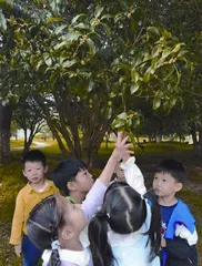 美丽的桂花1