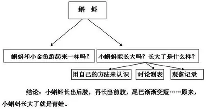 小蝌蚪长大了